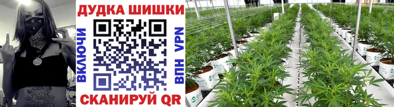 Канабис индика hydra Белозерск